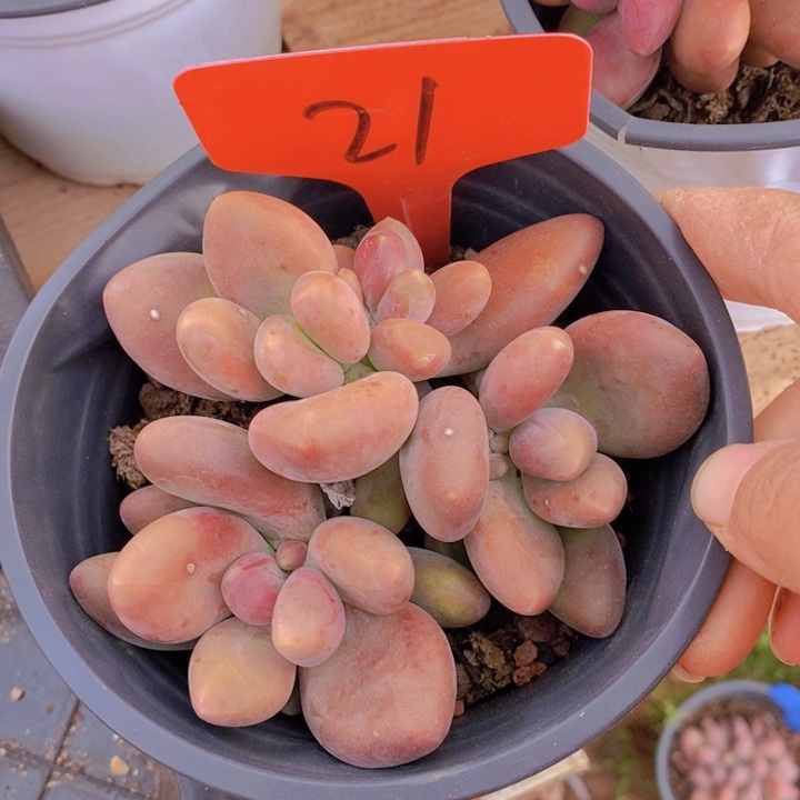 这么久你还是这么累