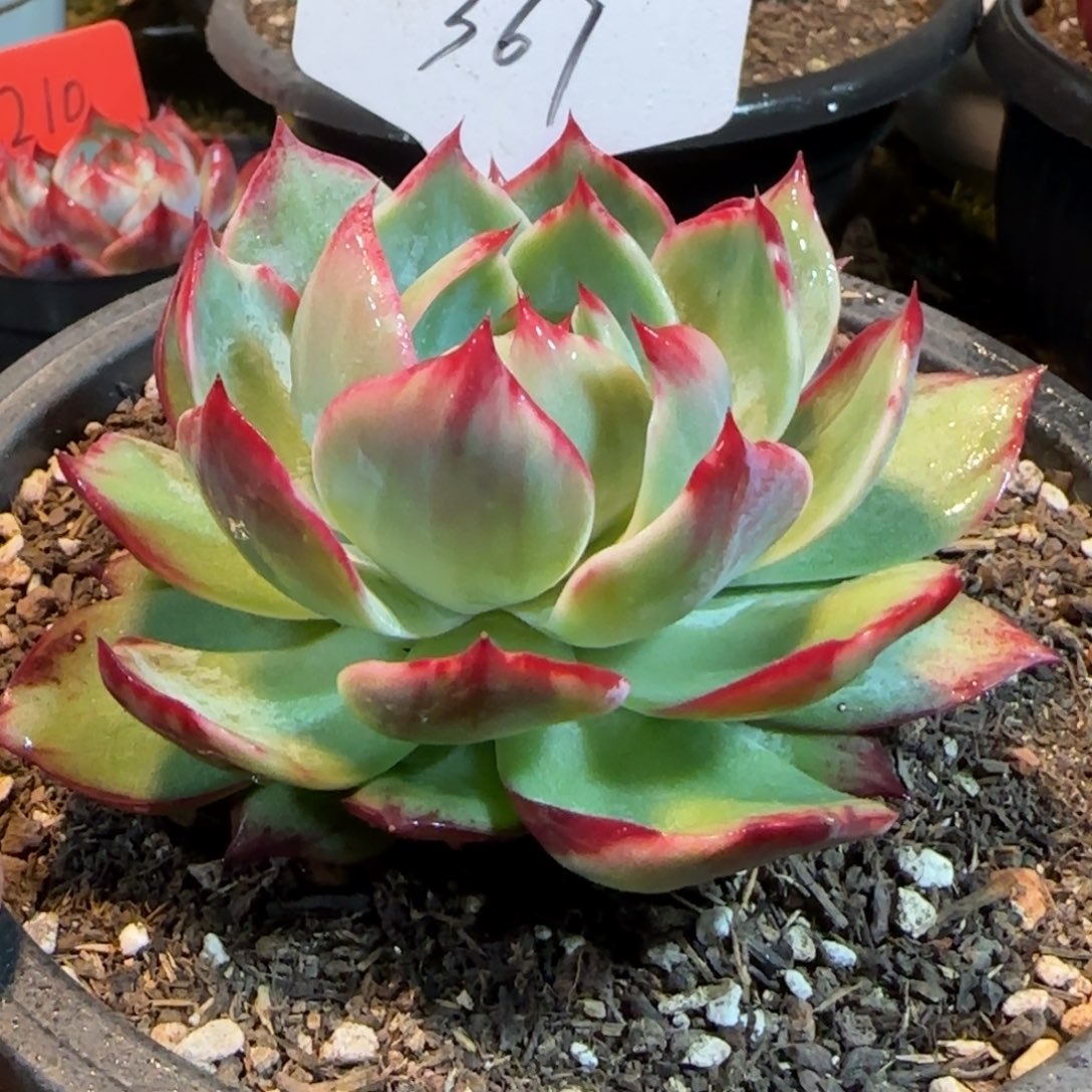 花脸拉丝367惊鸿一物一拍包装收缩花旱