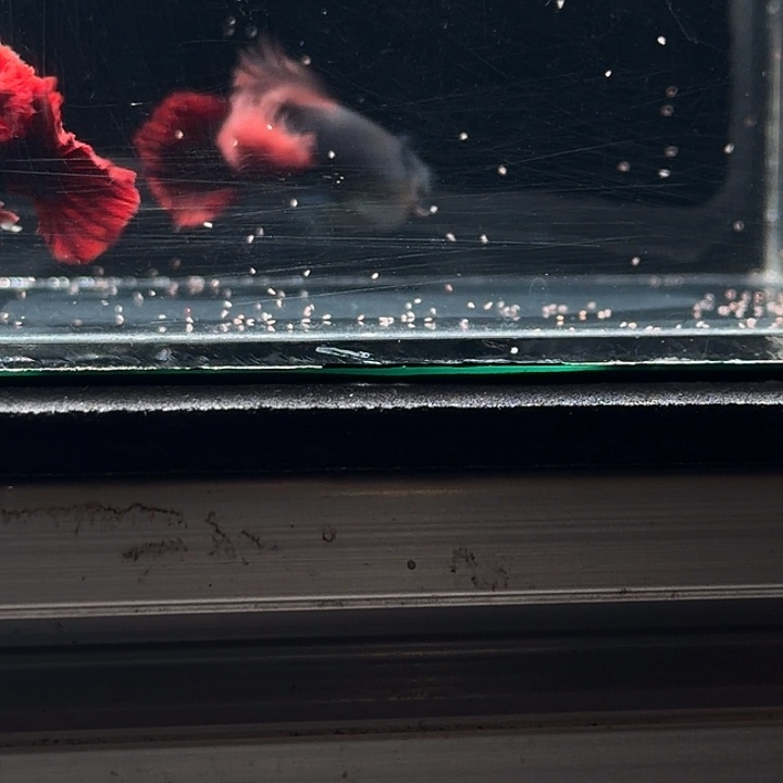 孔雀鱼褶扇种鱼一对微损