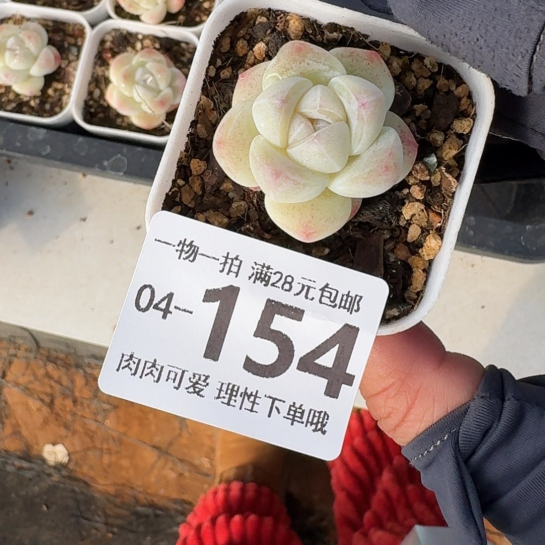 冰玉无盆土发货无