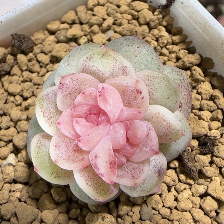 67粉丝樱花多肉一颗