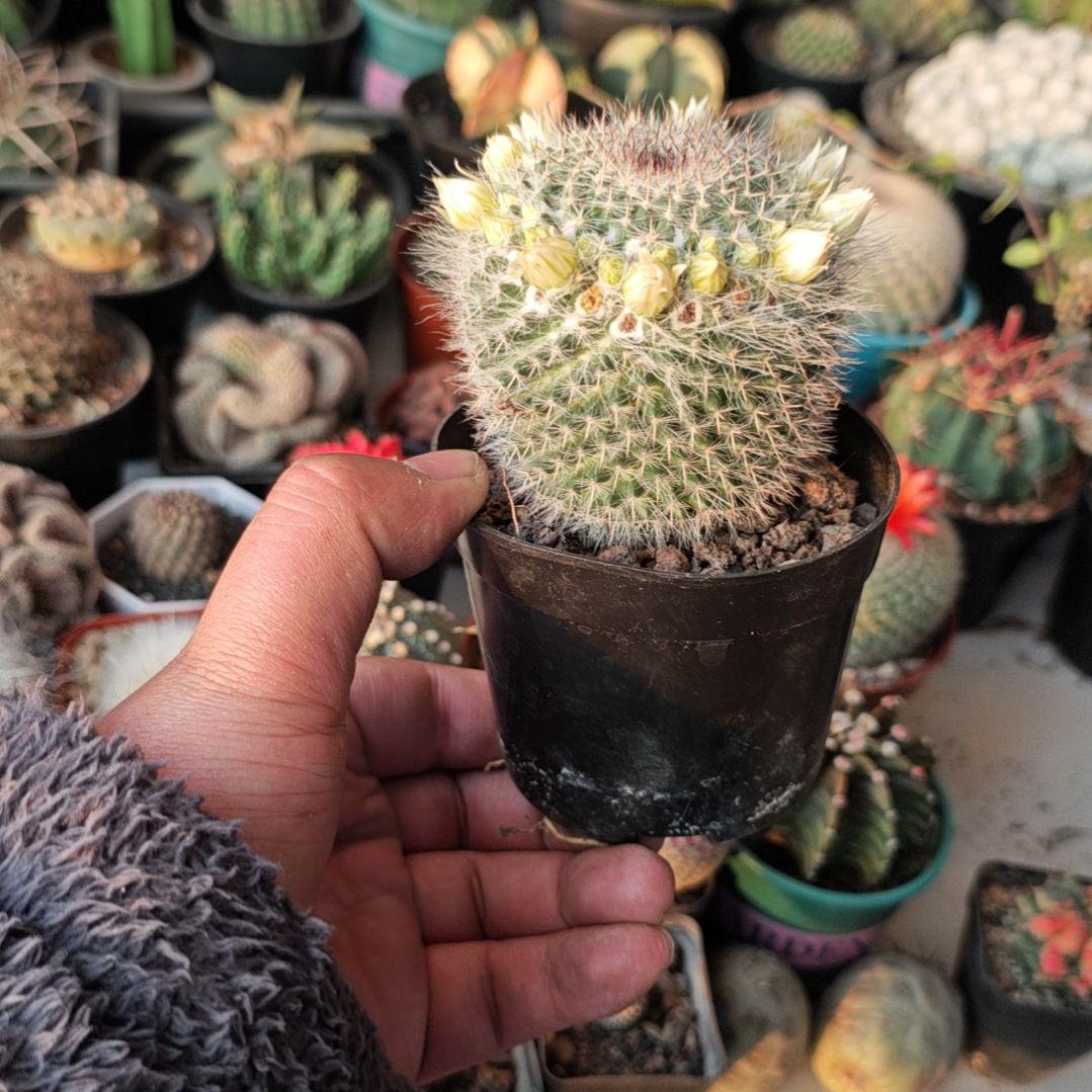 渔翁一个原盆土发