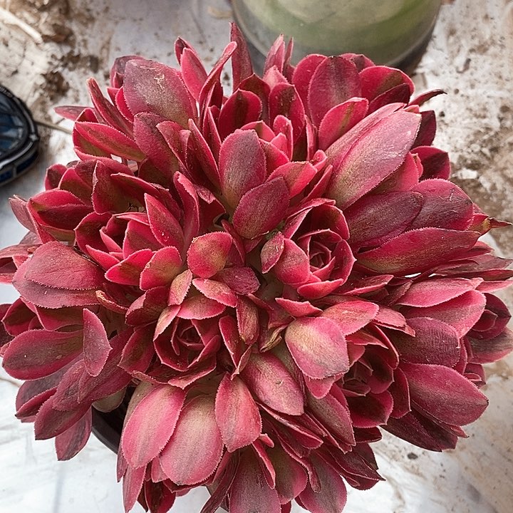 粉女巫嫩桩法师9.9