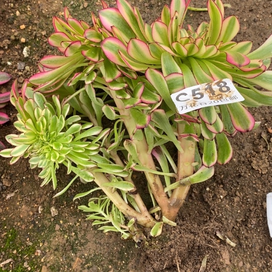 518祝荣缀多肉植物