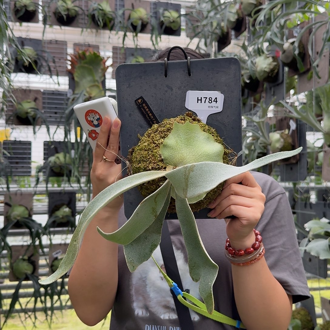 不开花植物H784-银鹿孢子苗