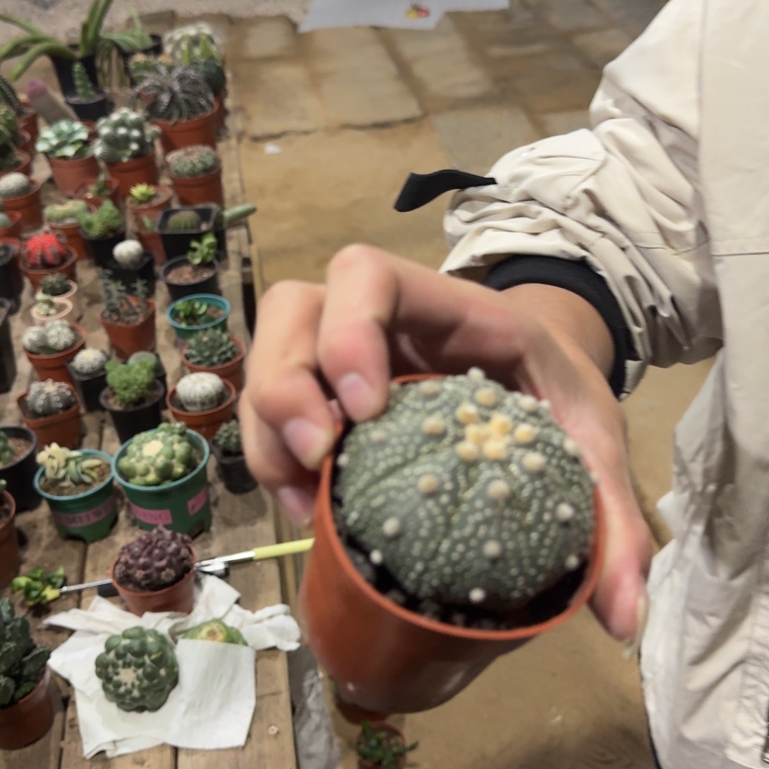 景树园艺 实生超兜