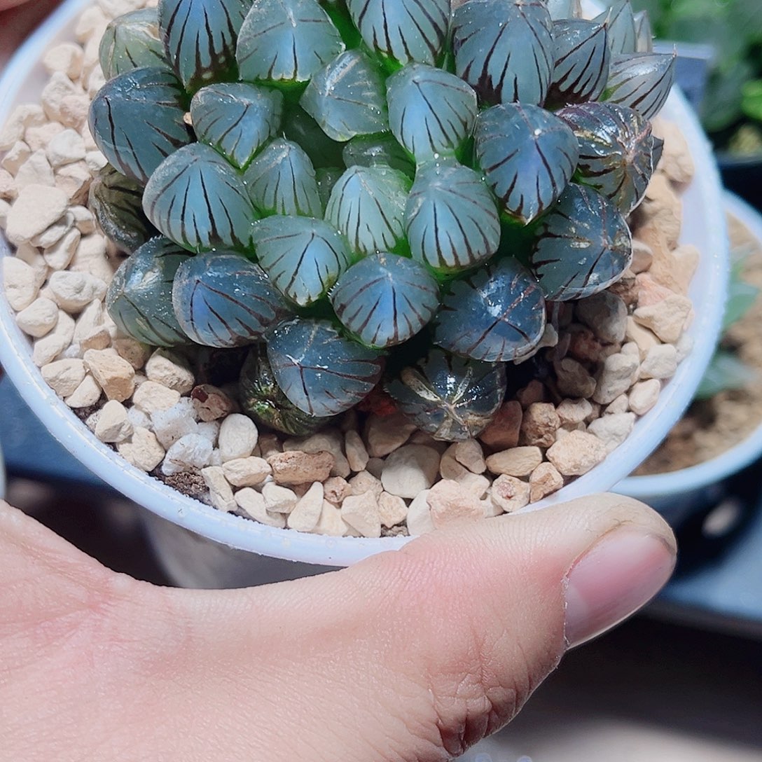 龙爪新手好养的得