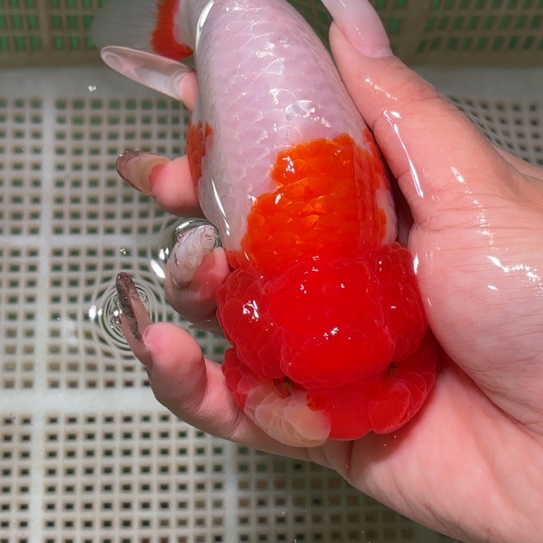 草***酱金鱼拍包装包邮，不拍包装运费到付