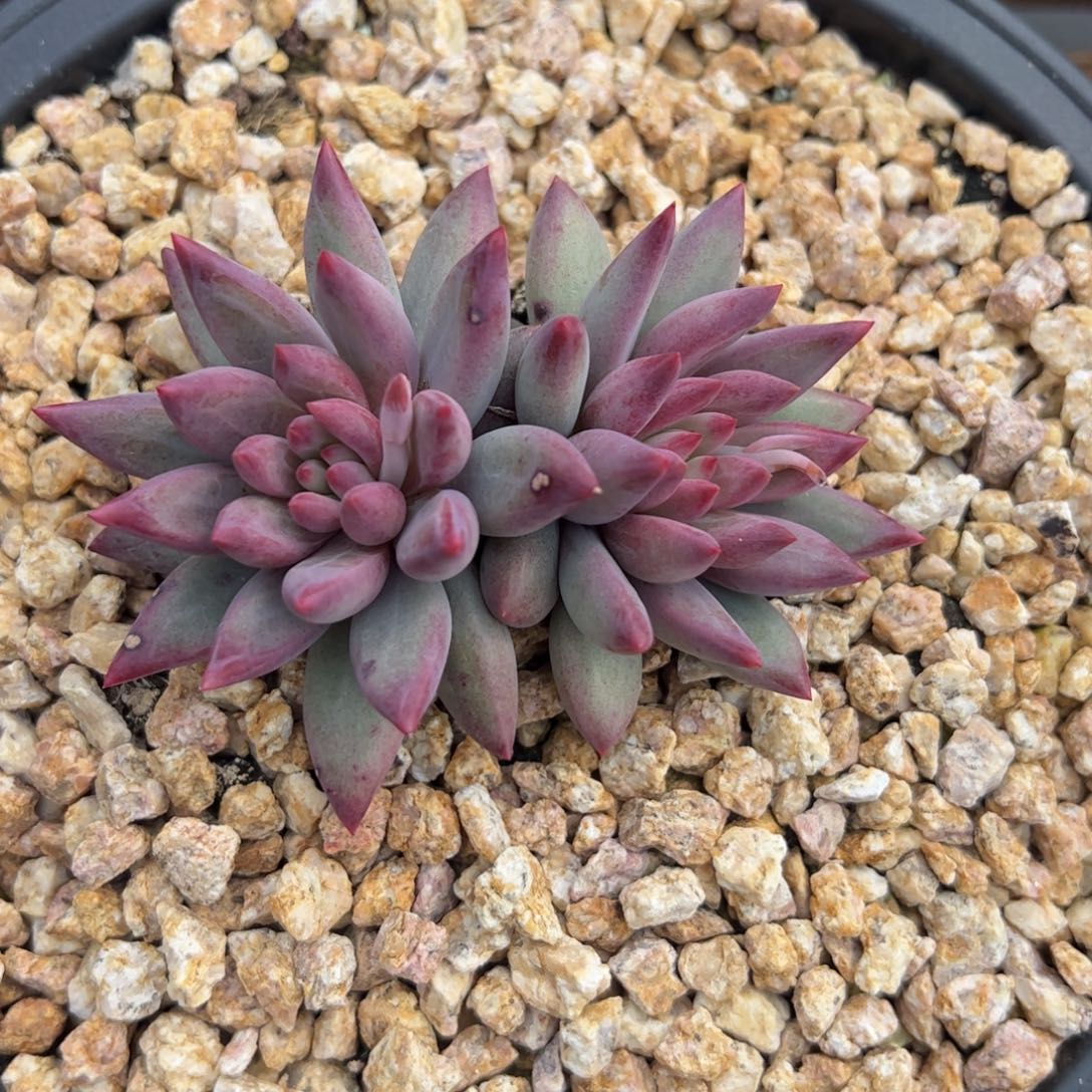 张张精品多肉虞美人双头