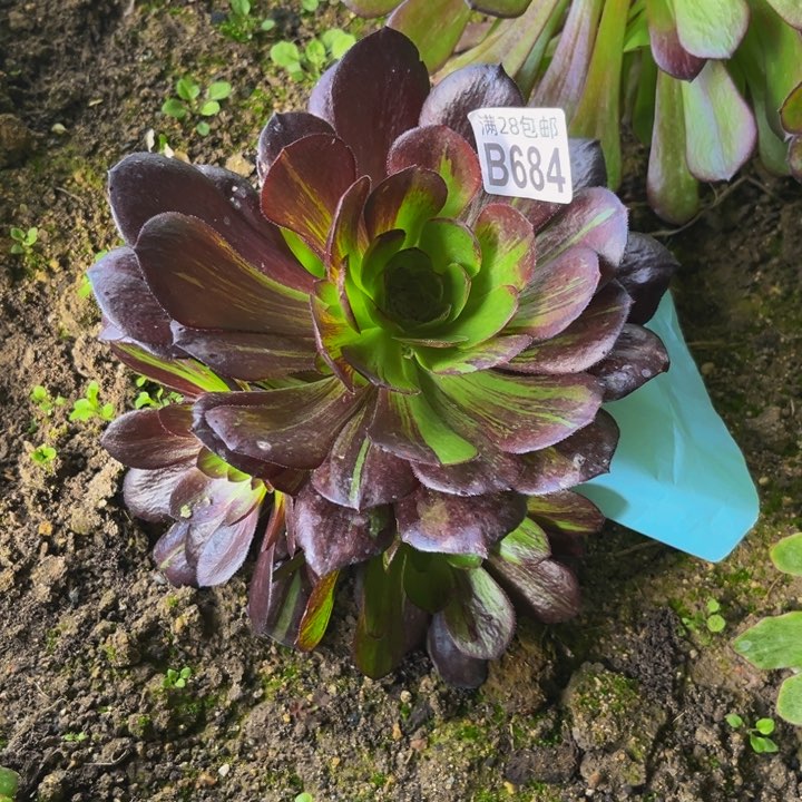 684多肉植物一物一拍