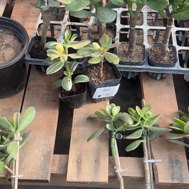 ****当前无花栽培后可以开花白锦12