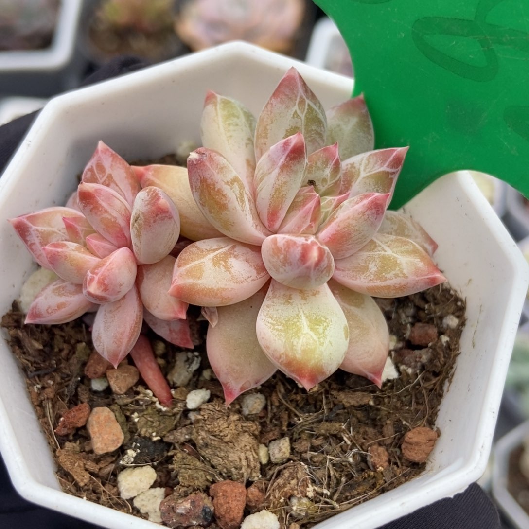 882梦幻美人多肉植物保护