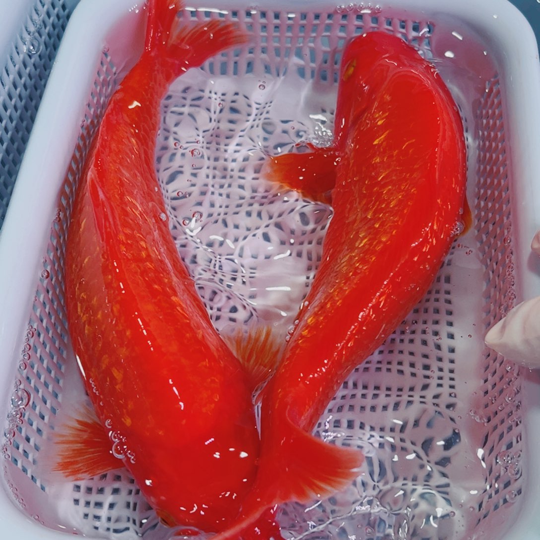 锦鲤锦鲤冷水鱼观赏
