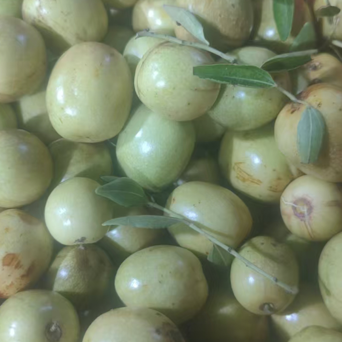 滨海守根家庭农场大荔冬枣新鲜现摘清甜酥脆当季水果