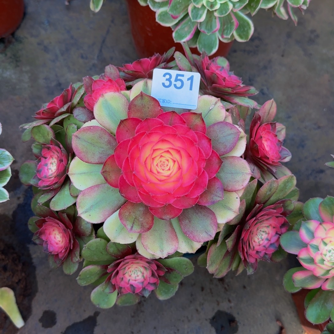 榴***饭荔枝 351法师0000