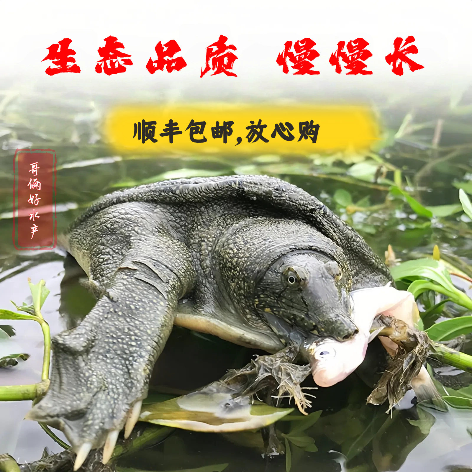 2只装鲜活食用甲鱼青黑背到手不低于3斤中华甲鱼顺丰包邮放心购
