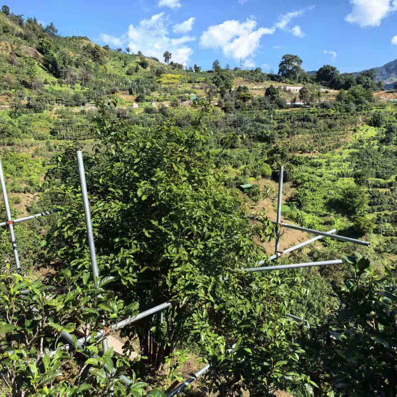 冰岛老寨34号 一 百年大树春品鉴装16克+大树秋散茶8克