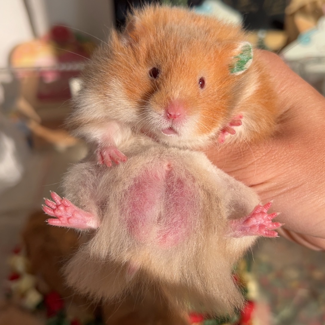 111.7克尴尬期携重点色小橘子弟弟