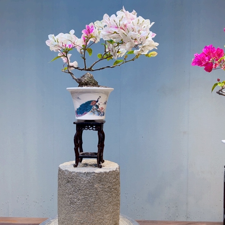 魏***诗完全开放张红樱三角梅