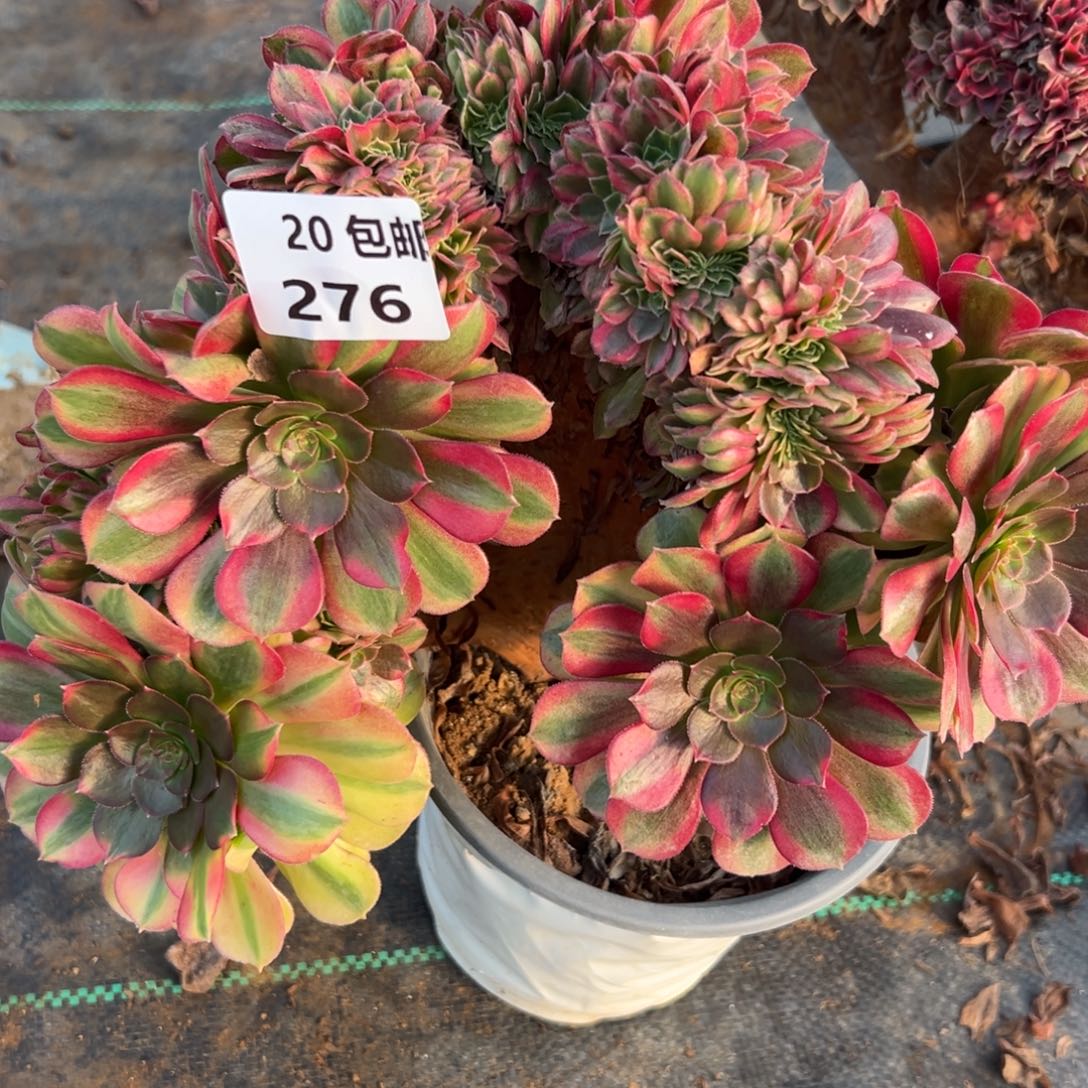 276雨荷缀满20包邮嘟叮熊