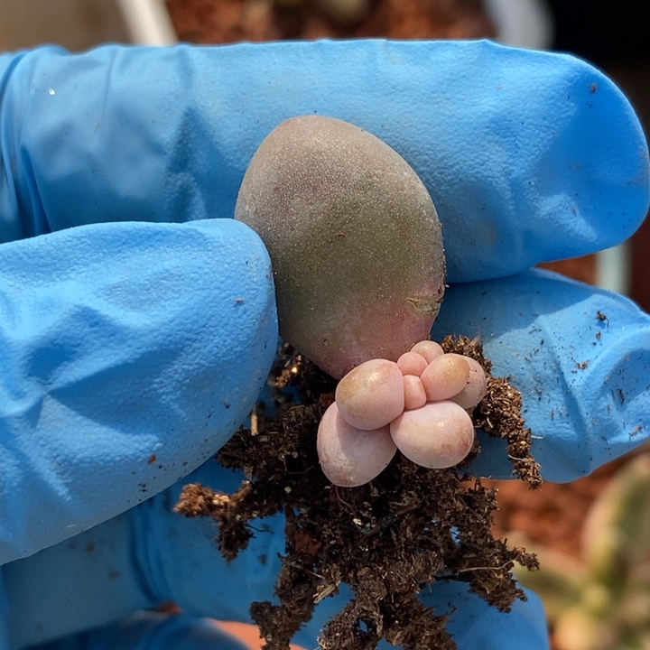 红手指有锦基因多肉