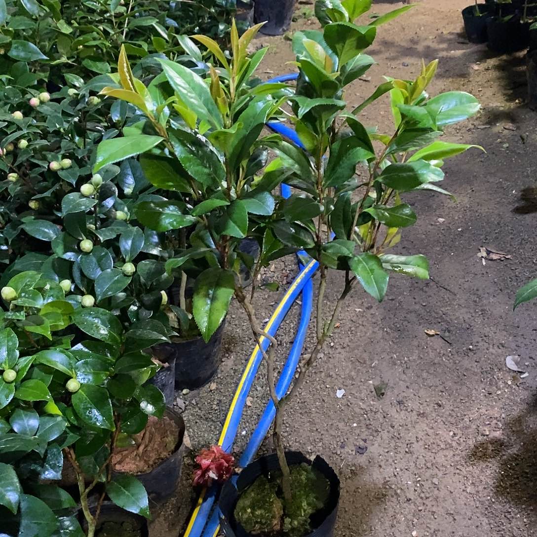 完全开放正黄旗茶花