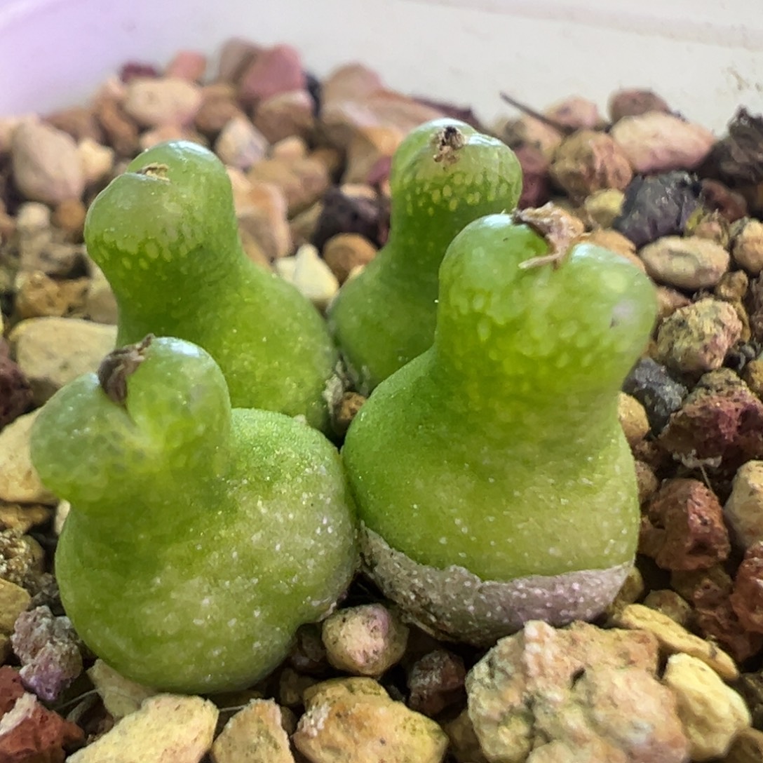 4头群生小葫芦 肉锥植物