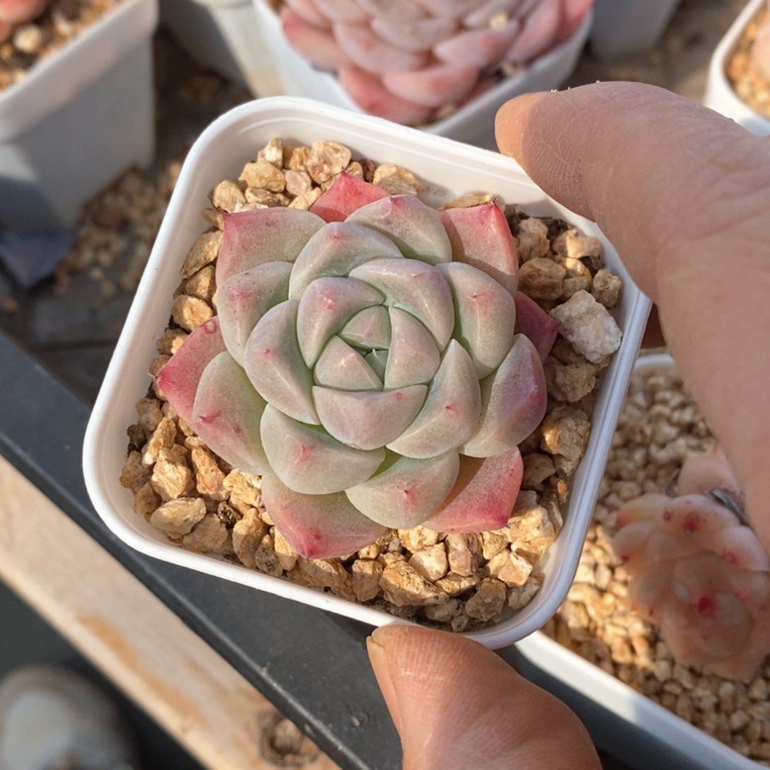 精品多肉一物一拍不包整109