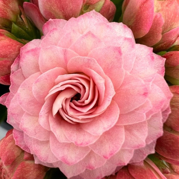 长寿花园～【闭月】超大花 稀有品种110盆