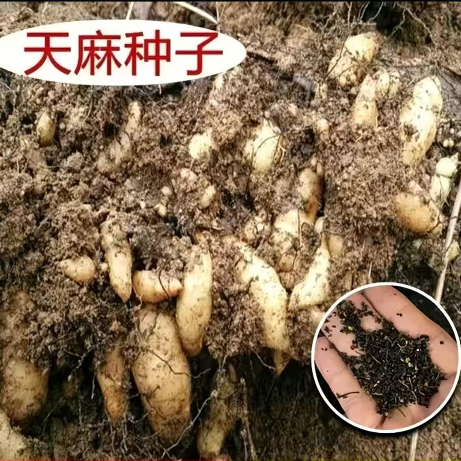 【天麻种子】四季种植盆栽阳台新鲜种子商品图