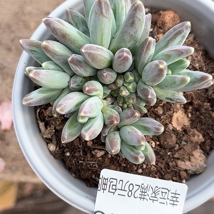 幸运的是我的朋友们都