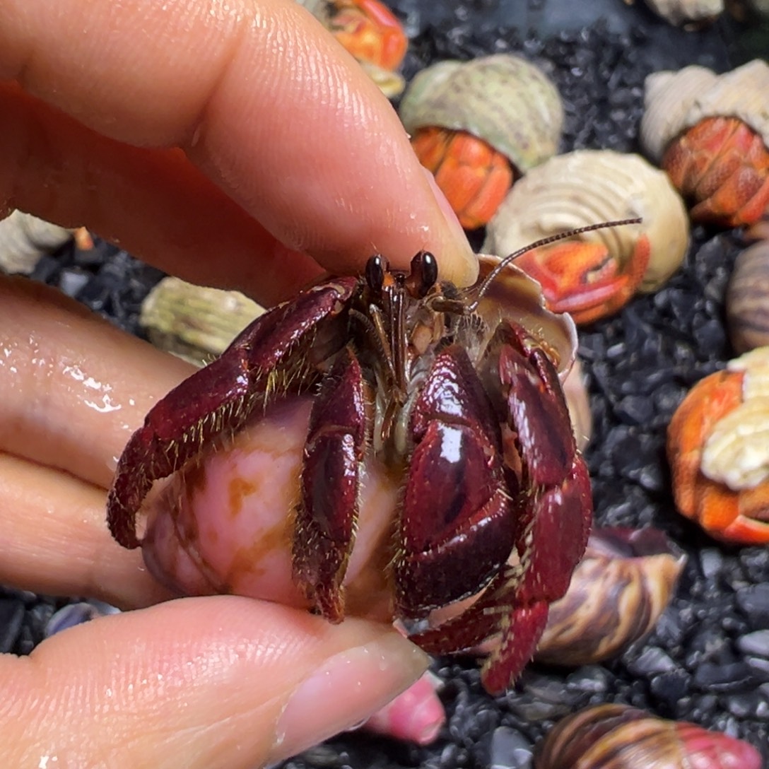 陆生寄居蟹100号拍品