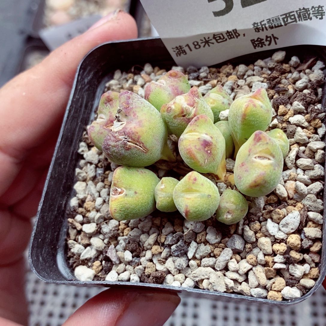 我的小姐姐们都是527