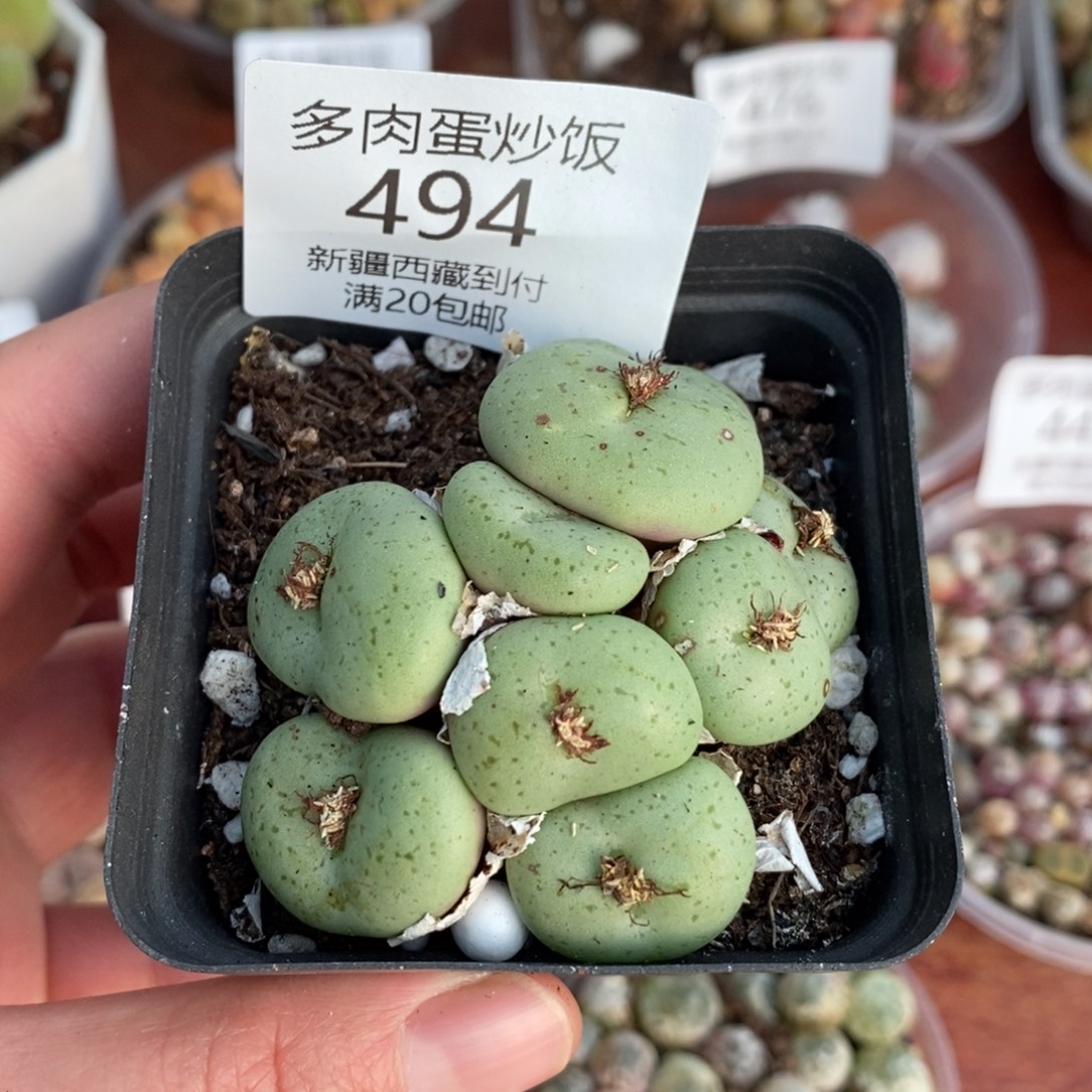 感谢您的支持，大饼，494