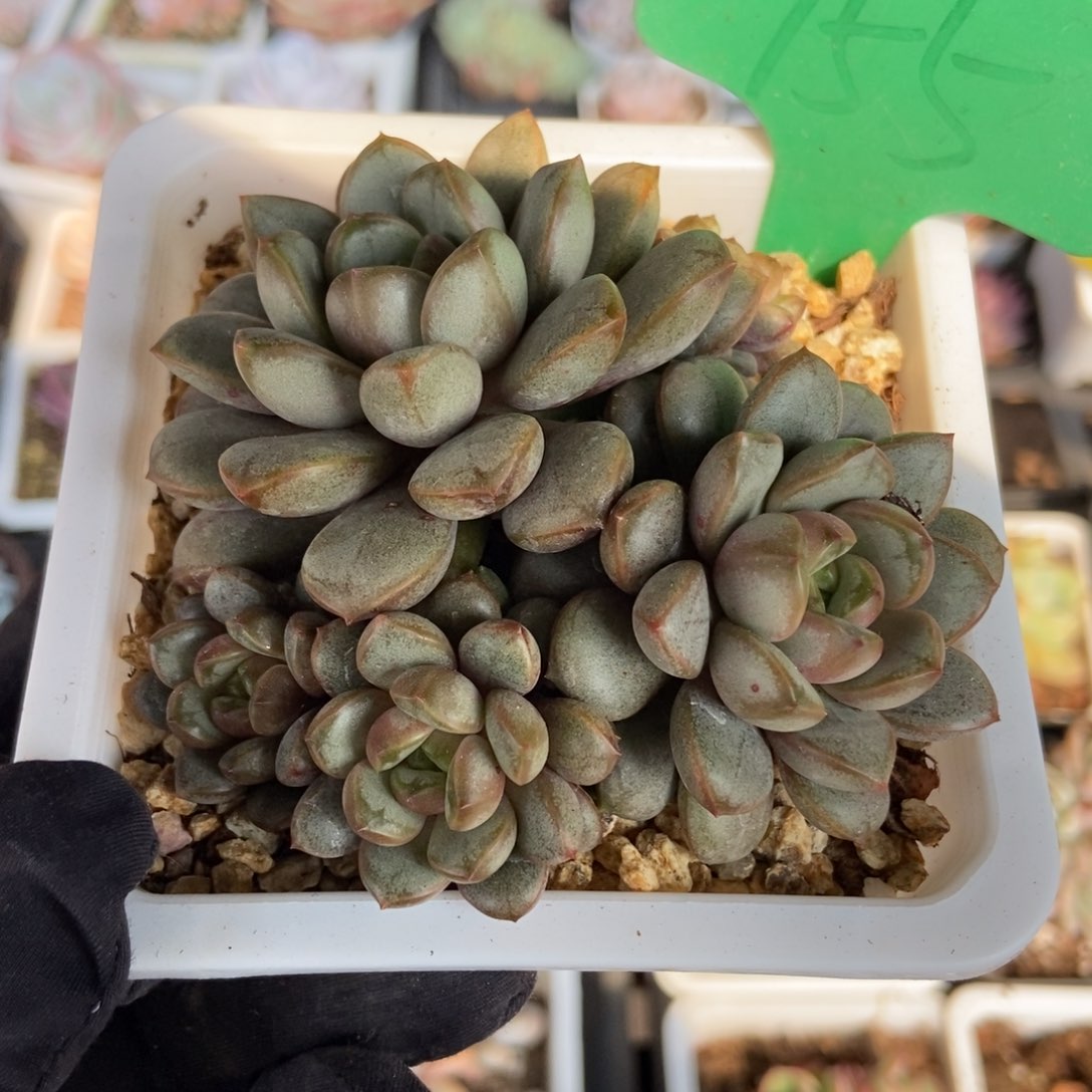 755葡萄多肉植物保护