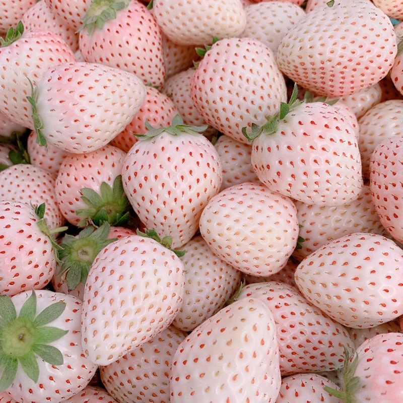 甄小鲜【只发新疆】四川双流淡雪白草莓300g/份新鲜采摘乌市直发