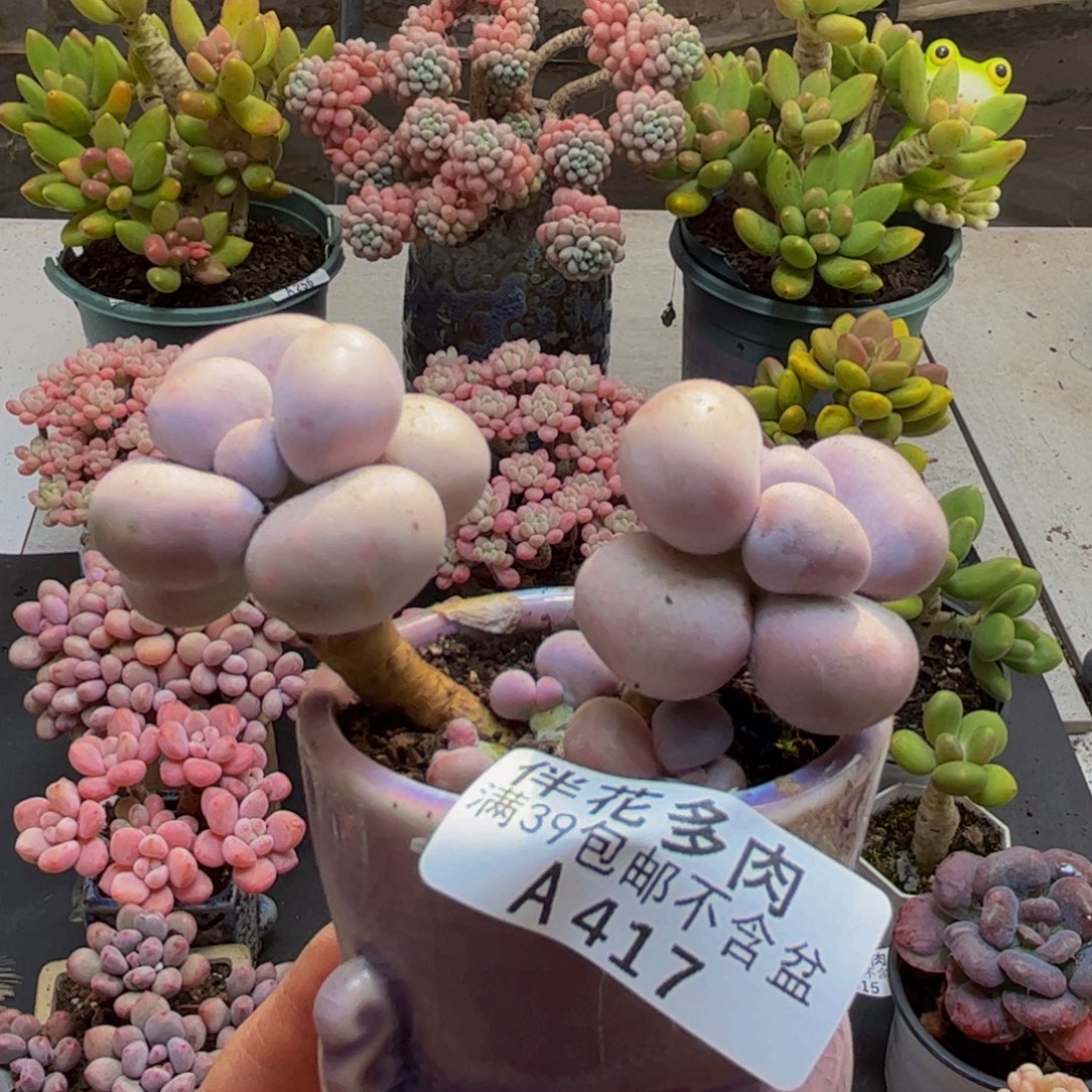 417芭比奶酪5cm多肉