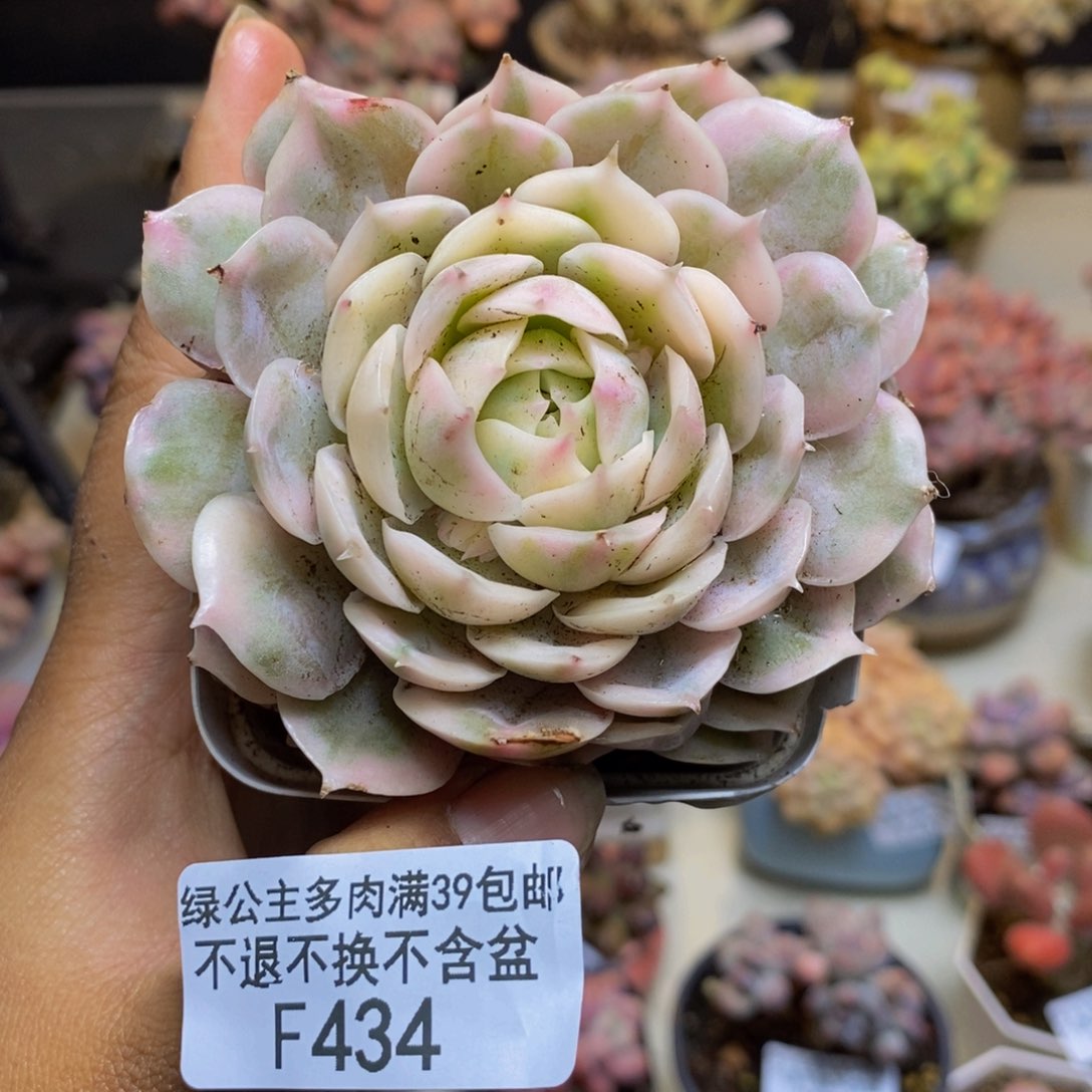 434昂斯诺锦多肉6c m