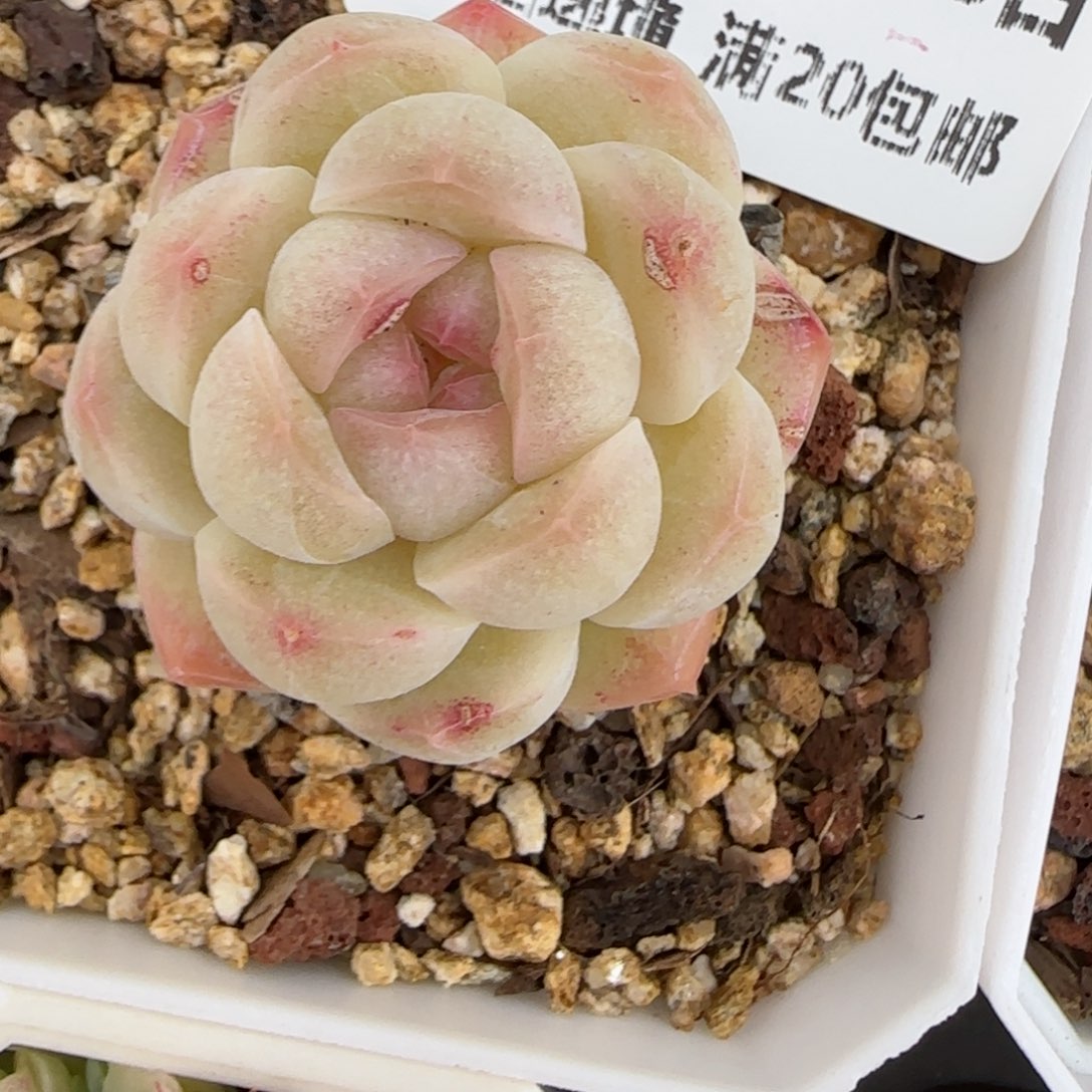 花语逸镜0203-439