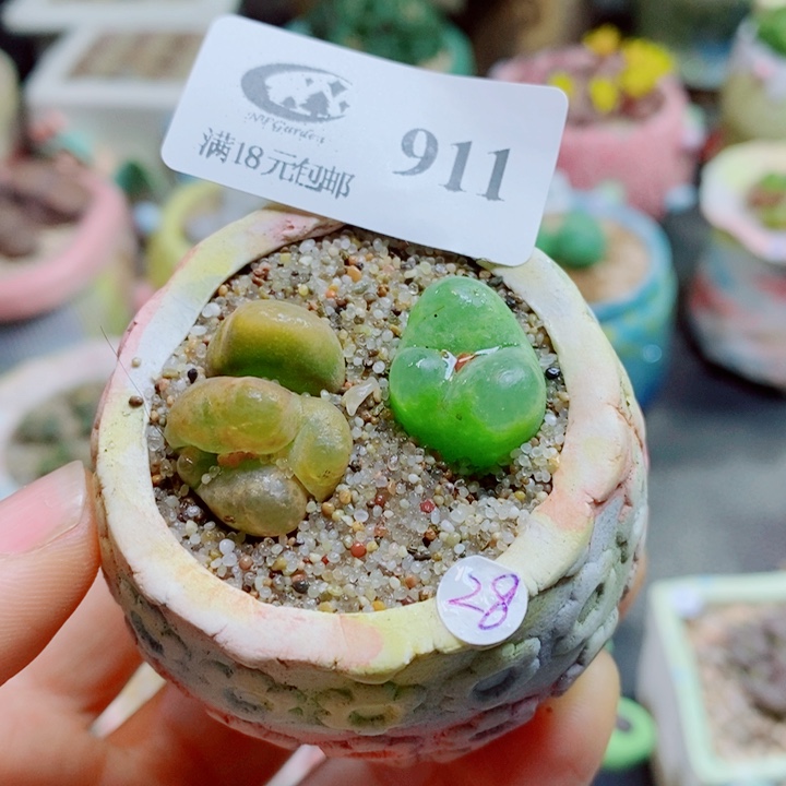 生石花花花花花花花911