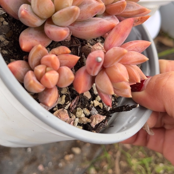 哦***哦706 0000000多肉00000000