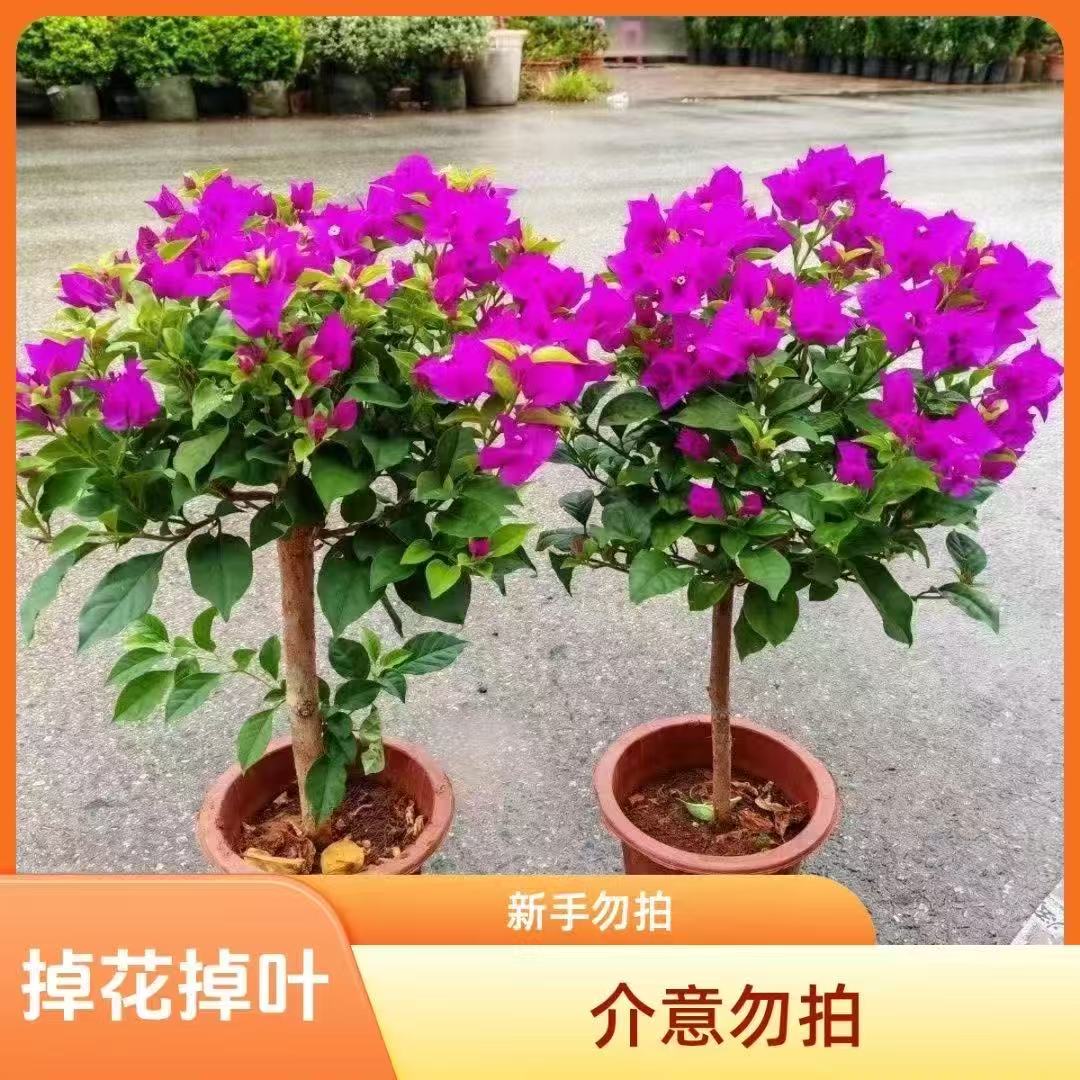 60-70厘米云南紫三角梅老苗带土球发货浓香室内外庭院阳台盆栽