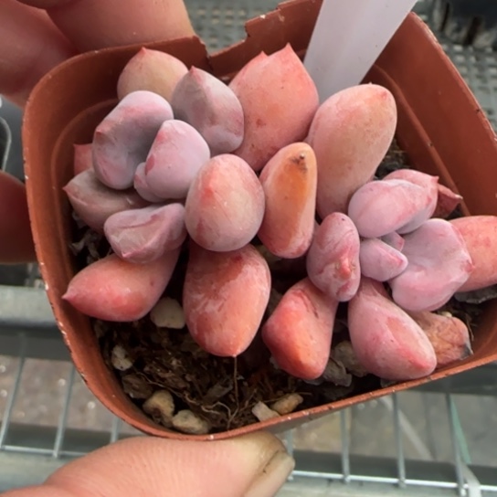 67 一物一拍多肉