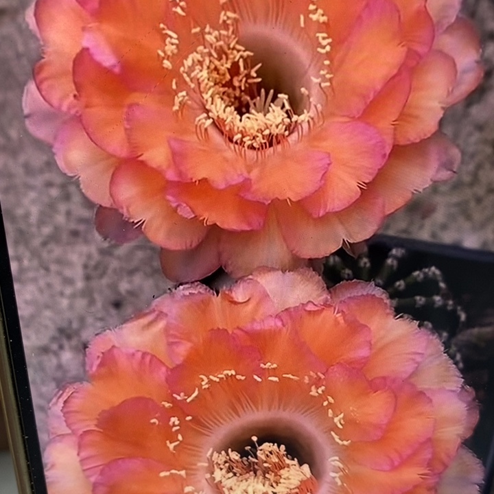 香香心舞带根5公分左右