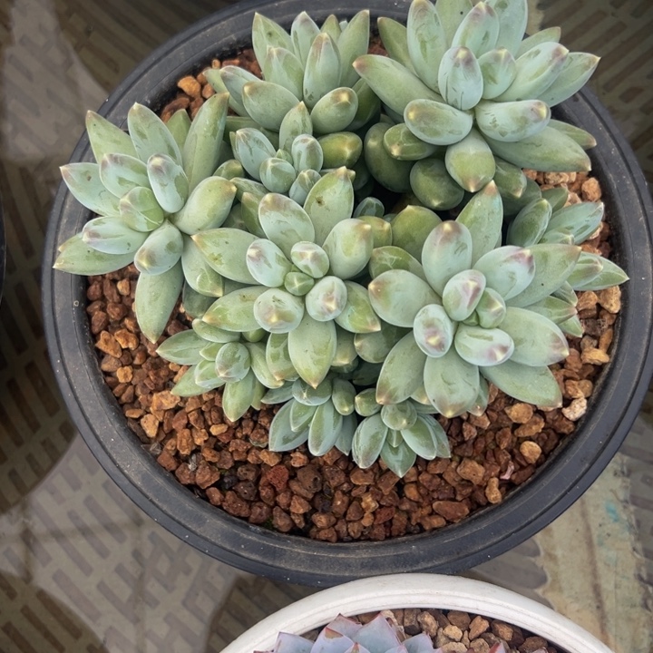 星空美人自然群无砍