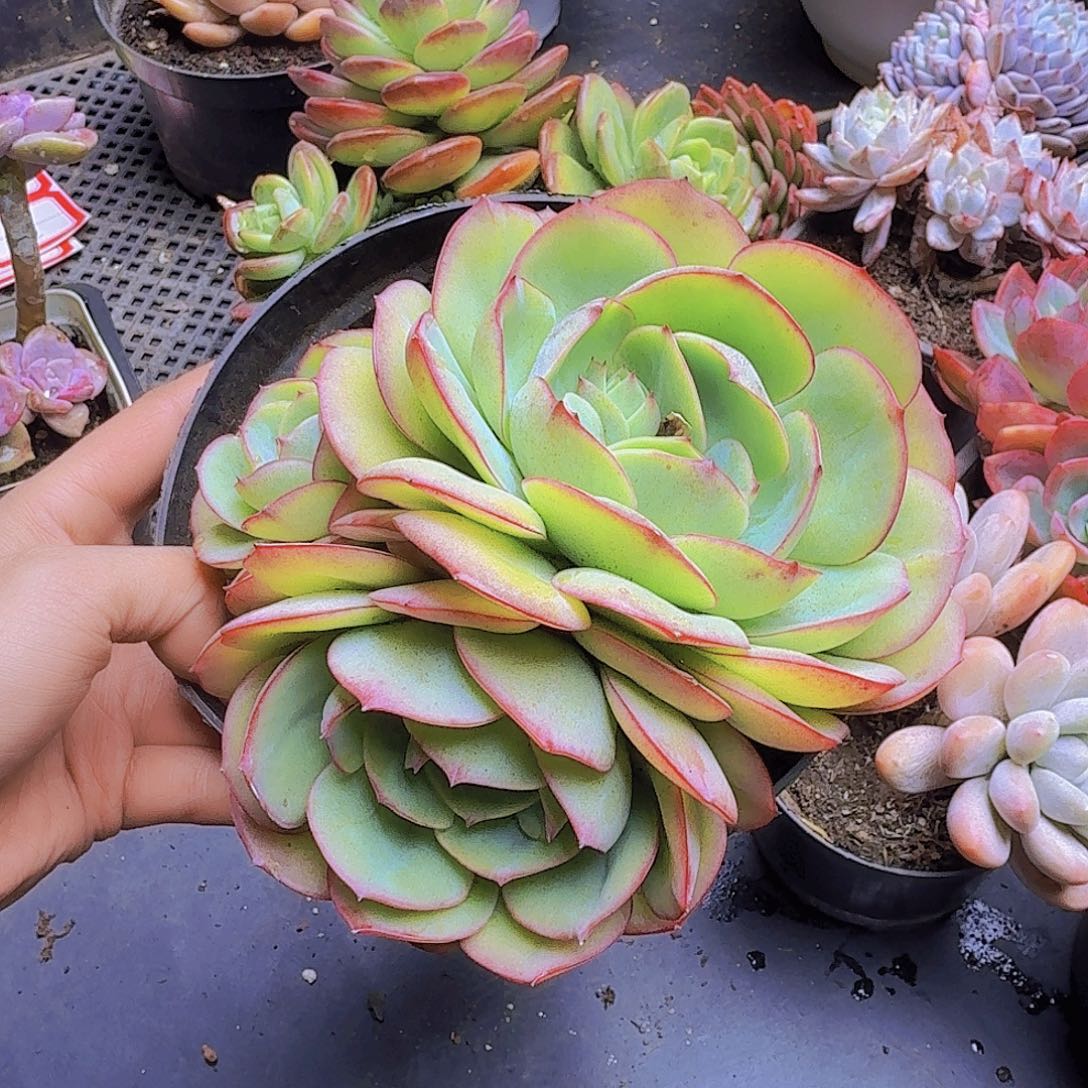 005牡丹亭一物一拍三头