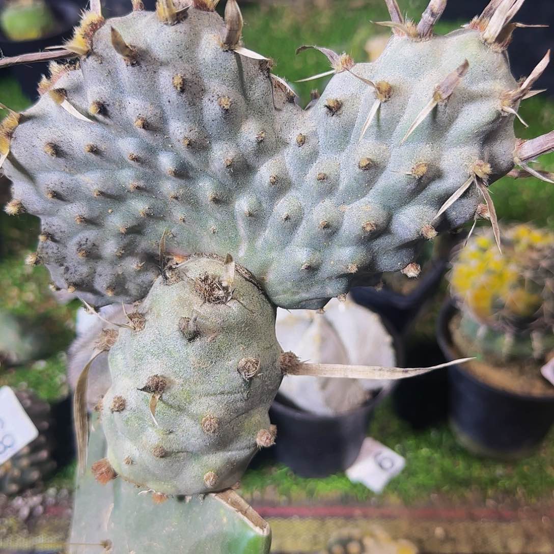 武藏野缀化787仙人球