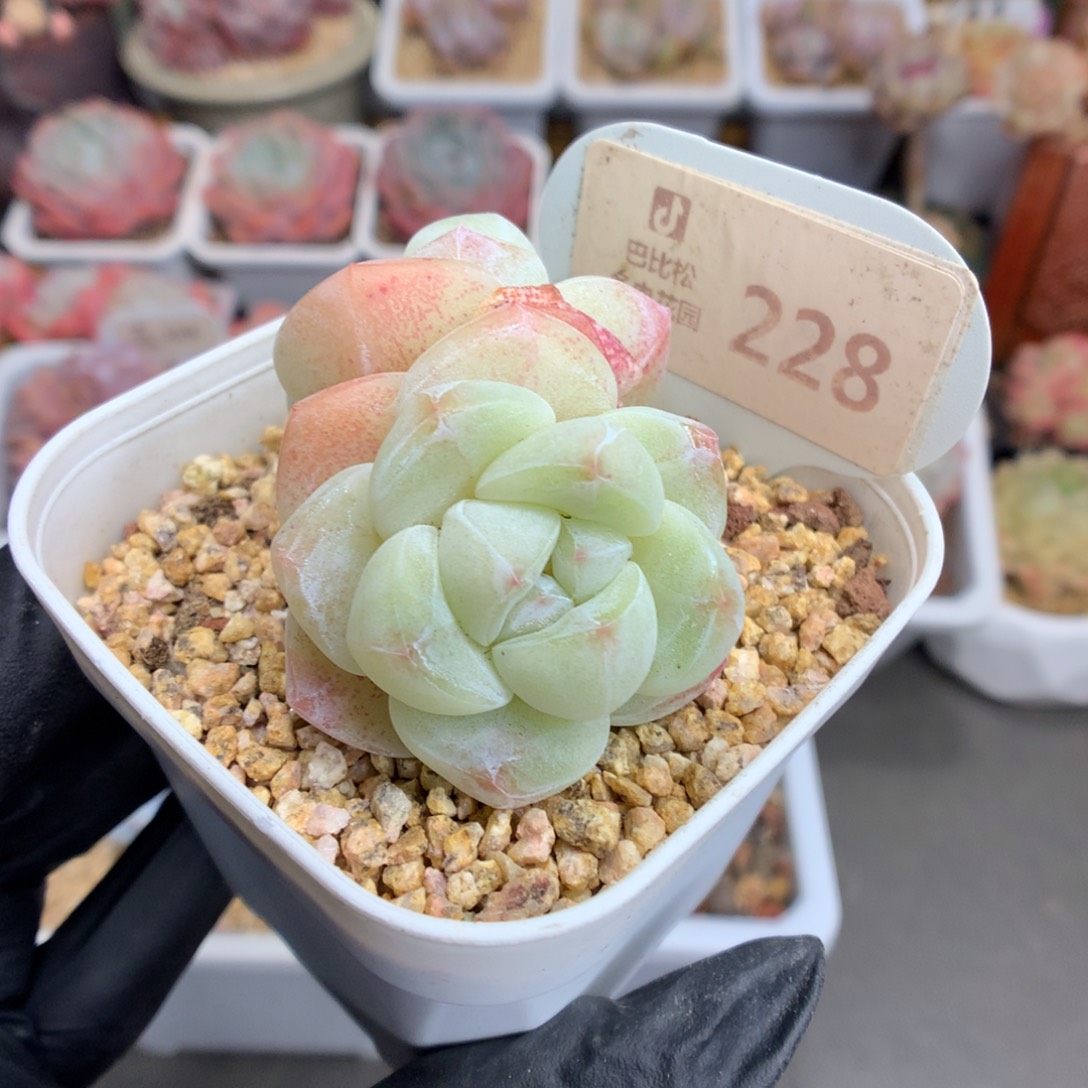 228 奶白透心冰玉