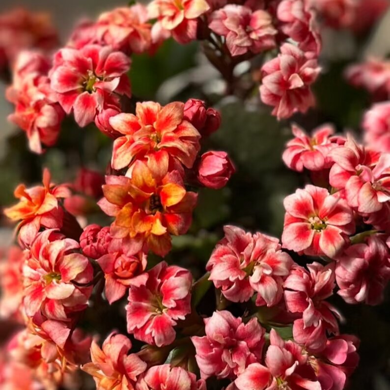 【烟花】复色重瓣长寿花110盆