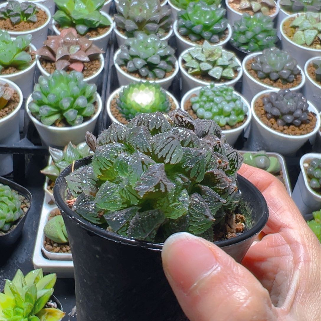 双头万象盆魔刺寿1